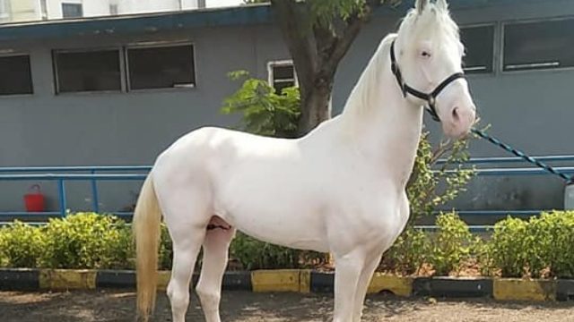296218_3_d894c814307efa2ef8486156030d861e5a36001e_large.jpg