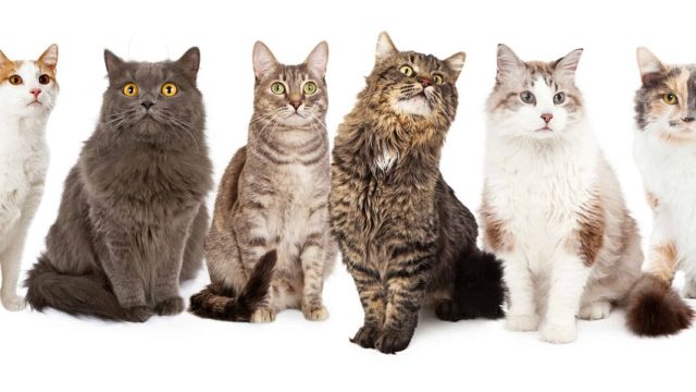 Multiple-cats-on-white-background.jpg