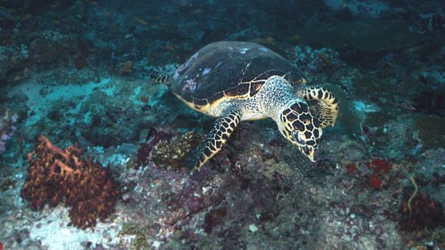 Turtle-at-night-800-800x423.jpg