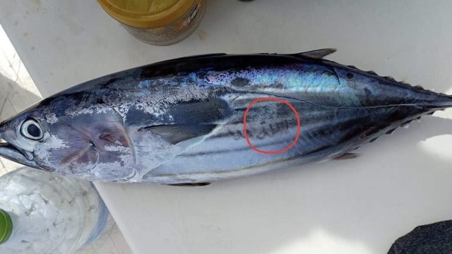 image_8KlGdjTxMgmCAHu.jpg