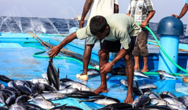 maldives-fishing5-1024x683-nogaloo0d32e54qrnbmgz2atclpydizz51pc617eqq.jpg