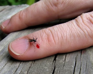 mosquito-bite-690x546.jpg