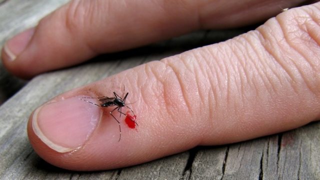 mosquito-bite-690x546.jpg
