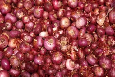 onions21.webp