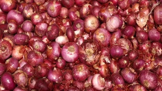 onions21.webp