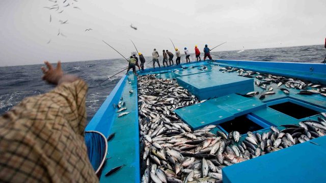 tuna-1.jpg