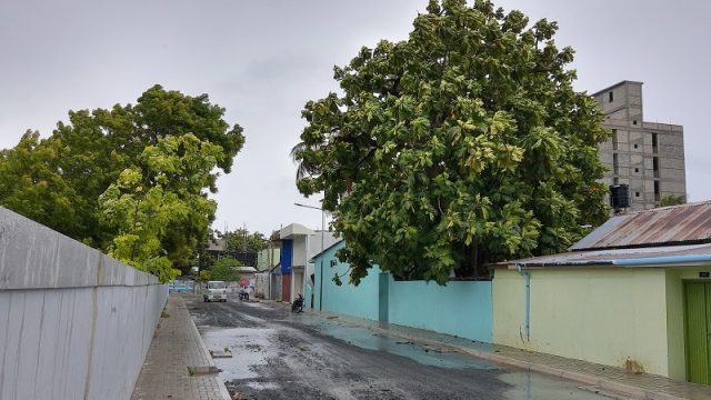 މސުން.jpg